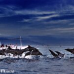 Melihat Lumba-lumba di Lovina Bali