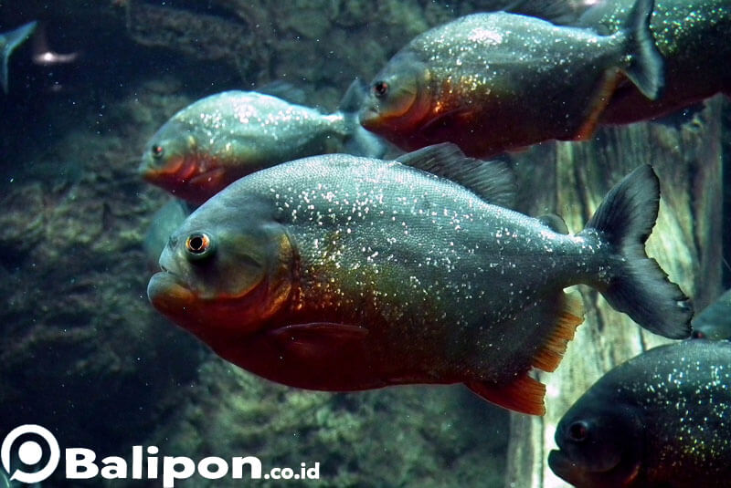 Ikan Piranha di Bali Safari